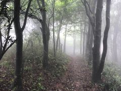 -梧桐山风景名胜区