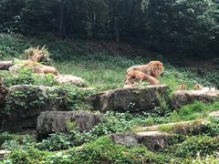 -广州长隆野生动物世界