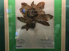 -四川大学博物馆