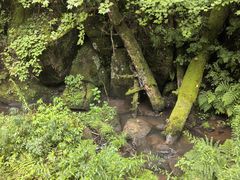 -五营红松林海景区