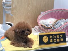 -四月宠物医院·猫专科·心脏专科·内科(转塘店)