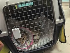 -北京观赏动物医院·24小时大型综合·猫专科·异宠专科