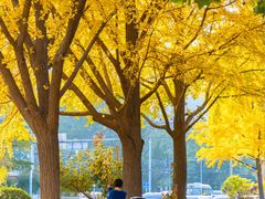 -三里屯东五街银杏大道