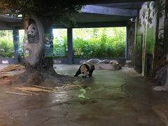 -海南热带野生动植物园