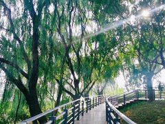 -大兴滨河森林公园