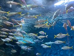 -上海海洋水族馆