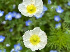 -上海滨江森林公园