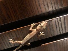 -海南清水湾莱佛士酒店