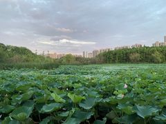 -昆山城市生态森林公园