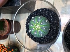 -双季花艺园艺市场(浦东店)