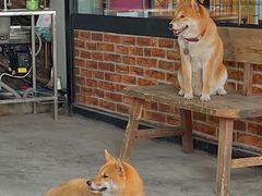 -柴犬高等学院·狗咖·柴犬售卖·宠物训练