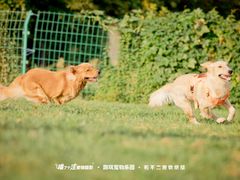 -趣玩宠物乐园寄养训犬训狗游泳池
