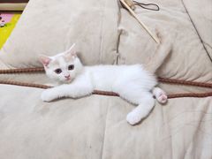 -关爱宠物医院·猫科中心·消化科(滨湖万达分院)