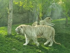 -北京野生动物园