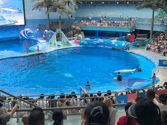 -海合安成都极地海洋公园