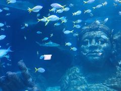 -暹罗海洋世界