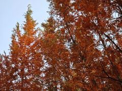 -两河城市森林公园