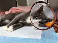 -福州肆爪动物医院