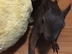 -雨林宠物医院 非犬猫异宠专科