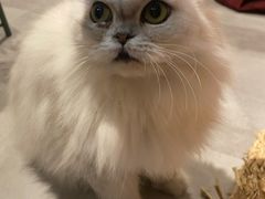 -猫儿山۰猫主题餐厅