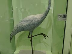 -盐城丹顶鹤湿地生态旅游区