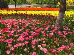 -石家庄市植物园