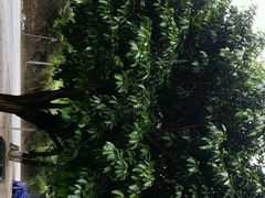 android_upload_pic-跃进桥火烧鸡(怒江西岸店)