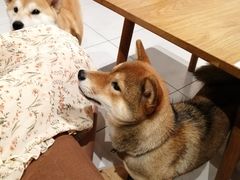 -柴务处·柴犬主题狗咖