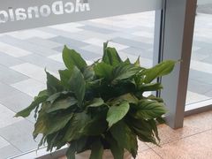 -麦当劳(北苑秋实路店)