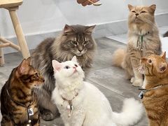 -楼上猫咖(罗湖店)