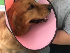 -汪喵宠物医院·骨科心脏影像·犬猫急重症ICU诊疗中心(成华分院)