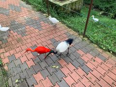 -吉隆坡雀鸟公园