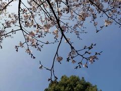 -顾村公园