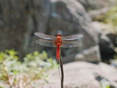 -鹿亭中村