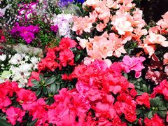 -双季花艺园艺市场(浦东店)