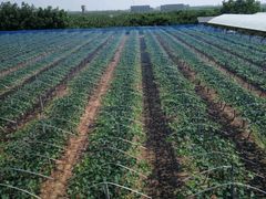 -白鹿原葡萄主题公园