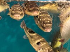 -天正河鲀·河豚亭(大连店)