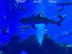 -成都浩海立方海洋公园