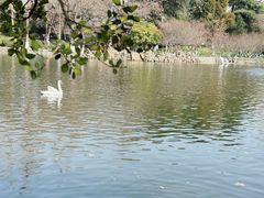 -莫愁湖公园