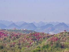 -贵州百里杜鹃风景名胜区