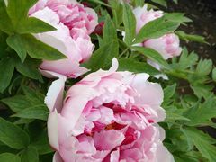 -洛阳郁金香牡丹园