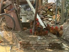 -马陆小张葡萄园农家乐