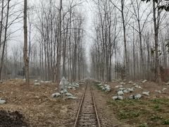 -合肥滨湖国家森林公园