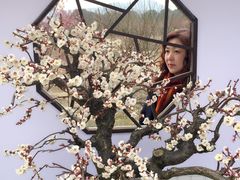 -香雪海