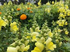 -松山湖梦幻百花洲