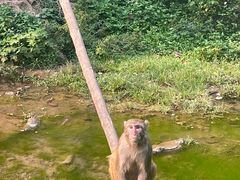 -西双版纳原始森林公园