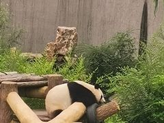 -沈阳森林动物园