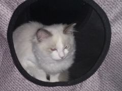 -Bastet sally猫舍购宠(静安店)