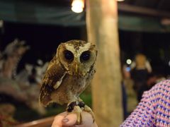 -清迈夜间动物园