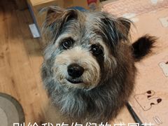 -瑞鹏宠物医院犬猫全科(真大分院)